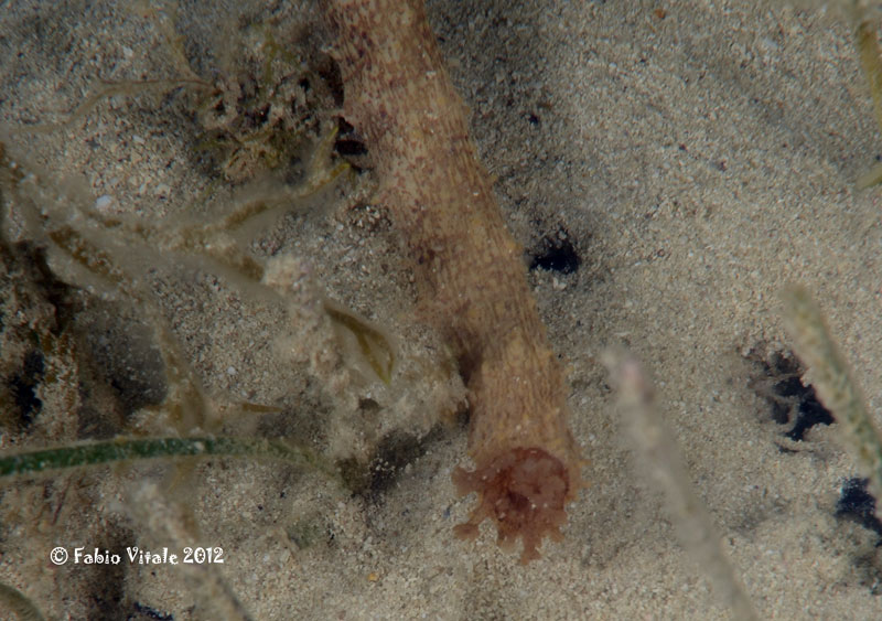 Holothuria impatiens da Porto Cesareo - 1